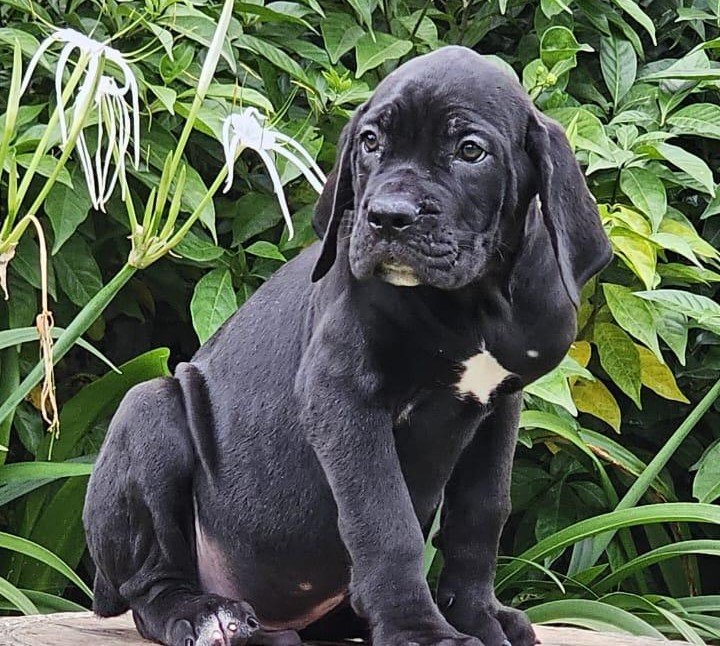Order Female Great Dane Puppy from Goa